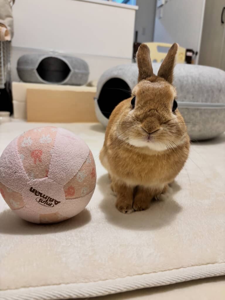 おててをちょこんと揃えてカメラ目線