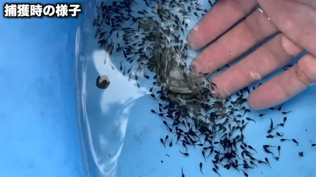 捕獲時の稚魚たち