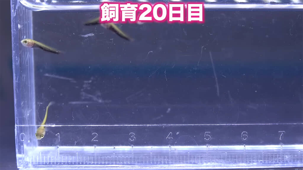 飼育20日目、体の色が金色になってきました