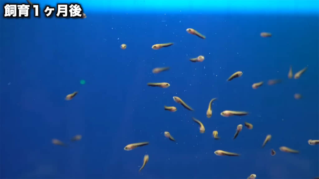 飼育1カ月後、食欲が旺盛です