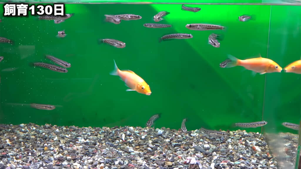 飼育130日、魚の切り身も食べられるように