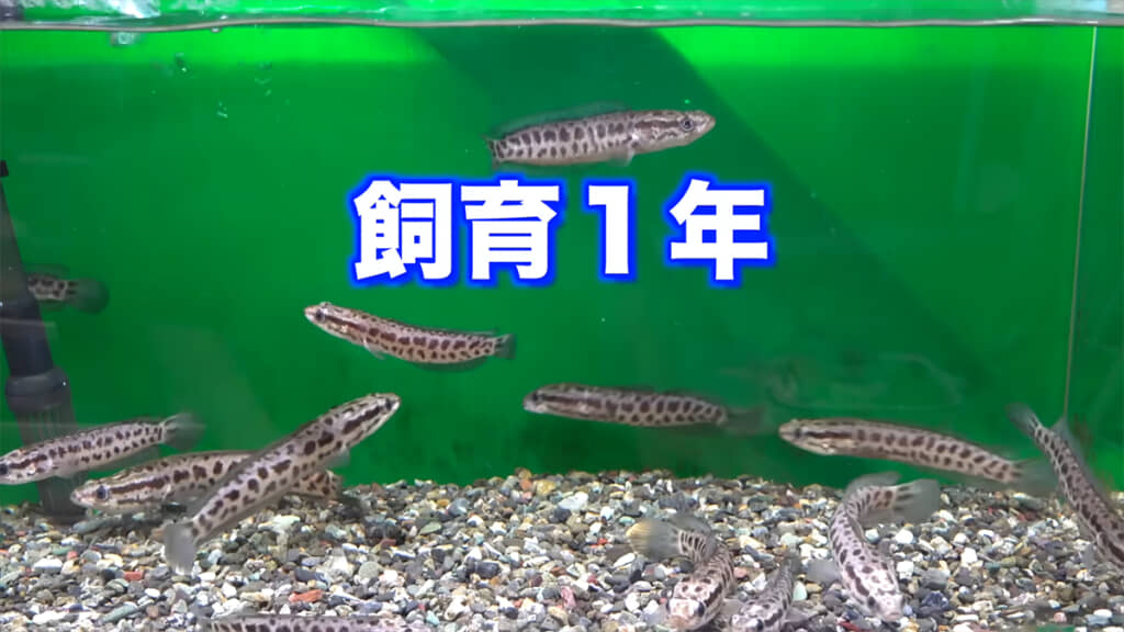 飼育スタートから1年経過したライギョたち