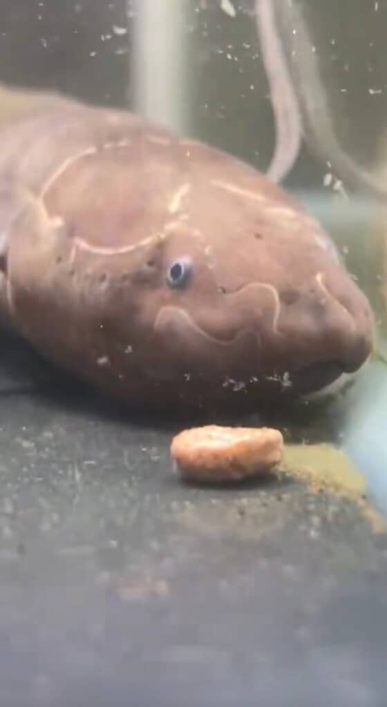 肺魚ちゃん