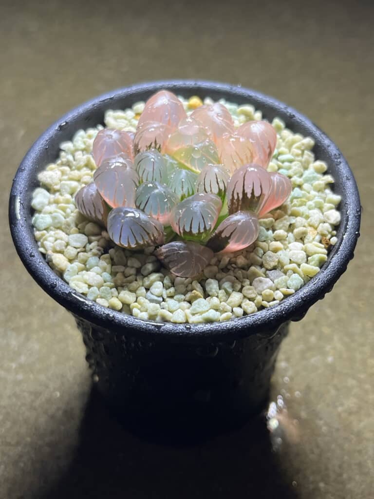植物の正体はハオルチア・オブツーサ