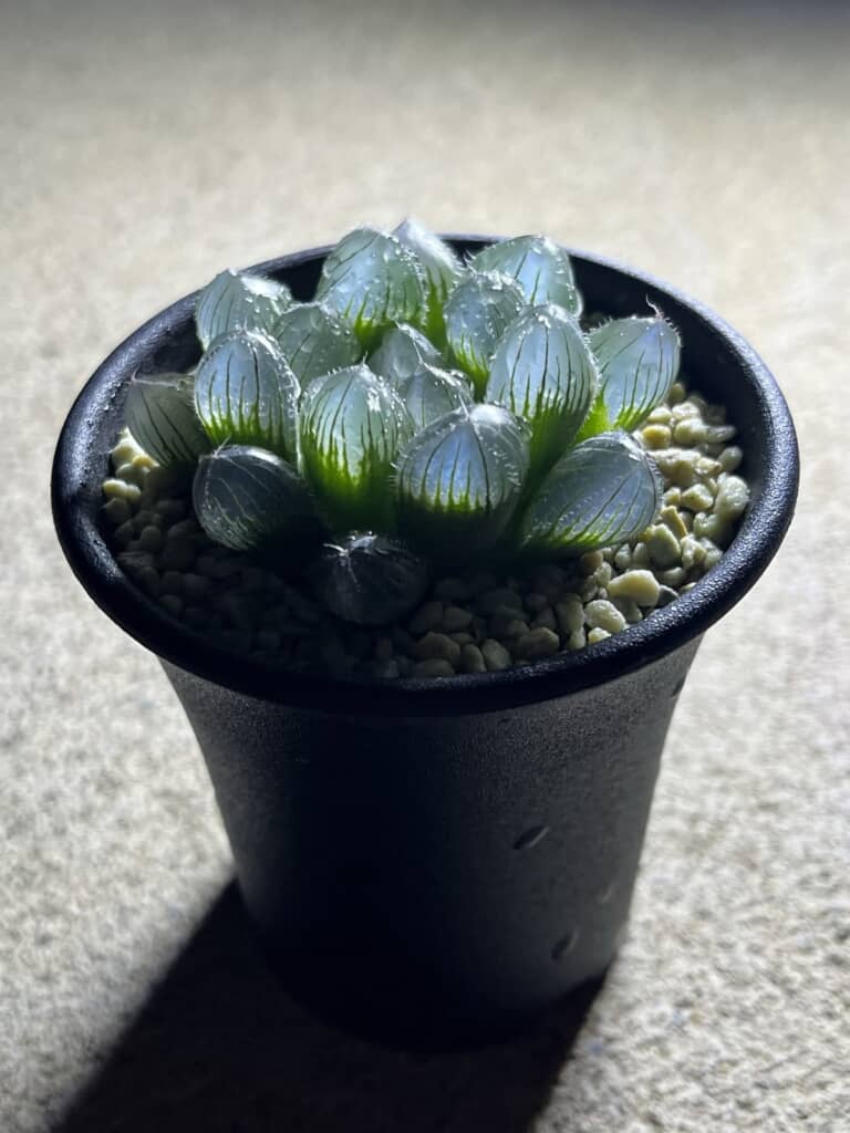 緑のシャープな雰囲気のハオルチア