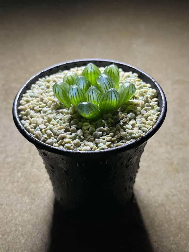 濃い明るい緑のハオルチア