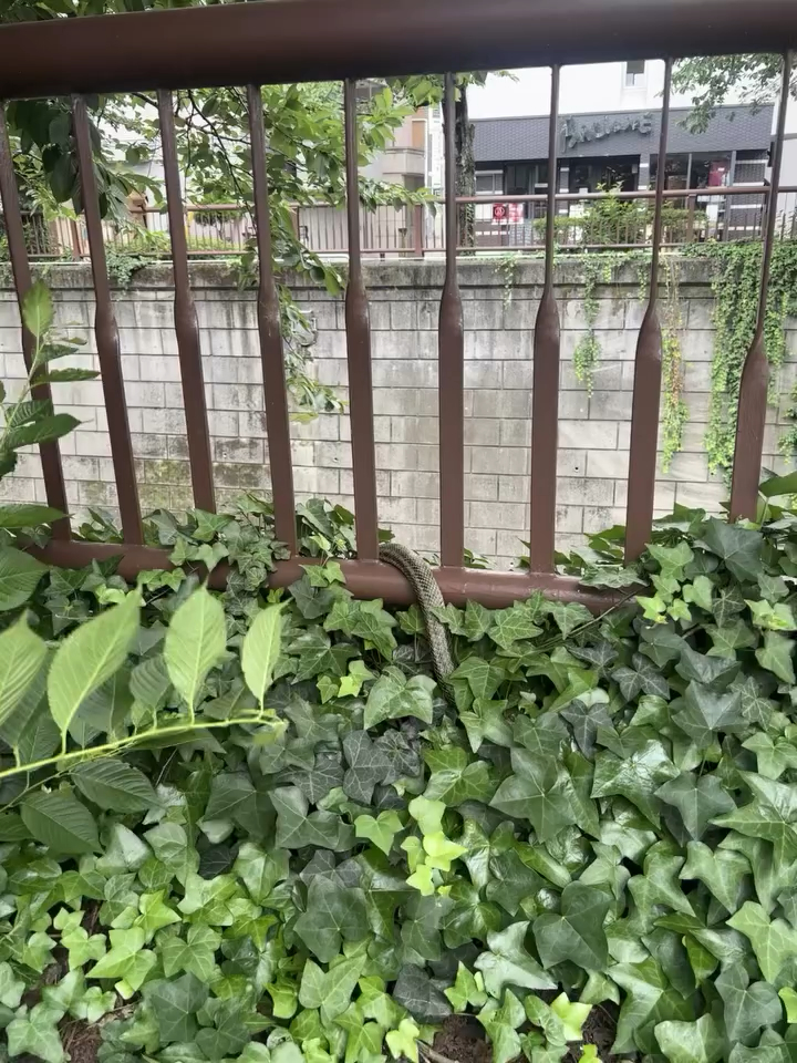 柵を乗り越えるヘビ