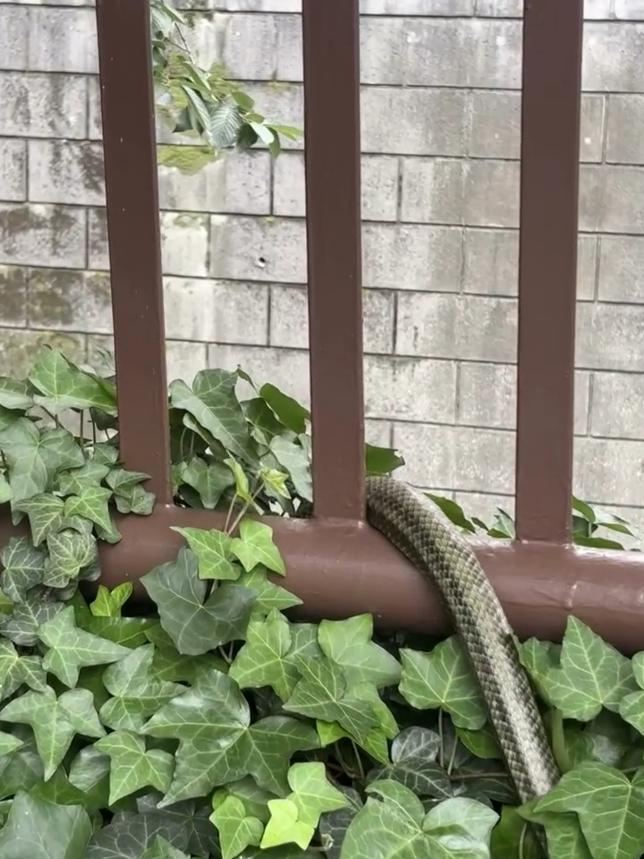 アップにするとウロコまでくっきり見える