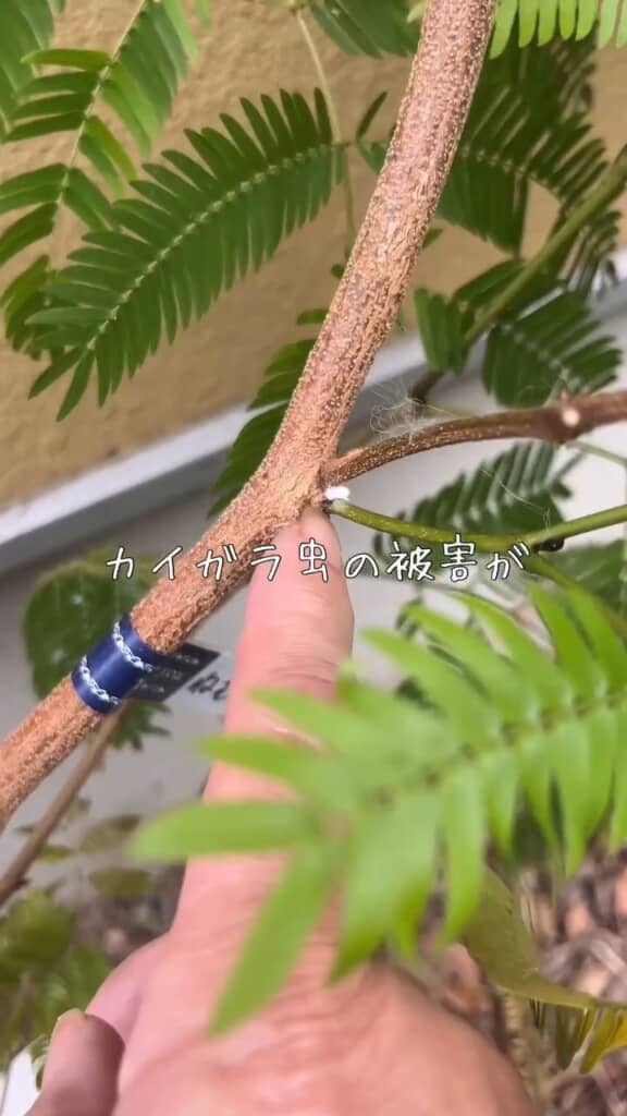 指の先にある白い塊がカイガラムシ。樹液を吸って植物を弱らせるやっかいなやつ