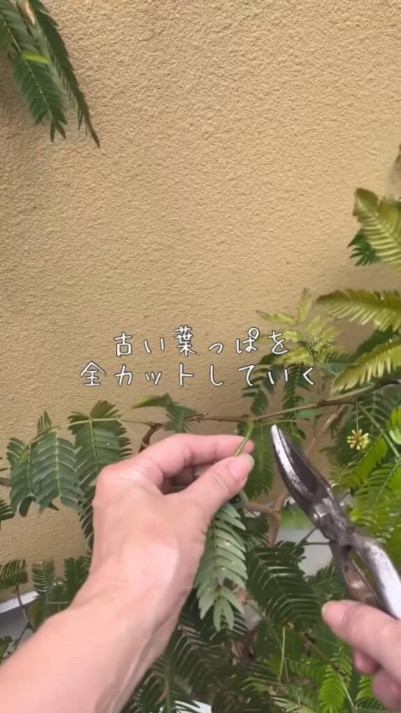 悪くなった葉は思い切って剪定