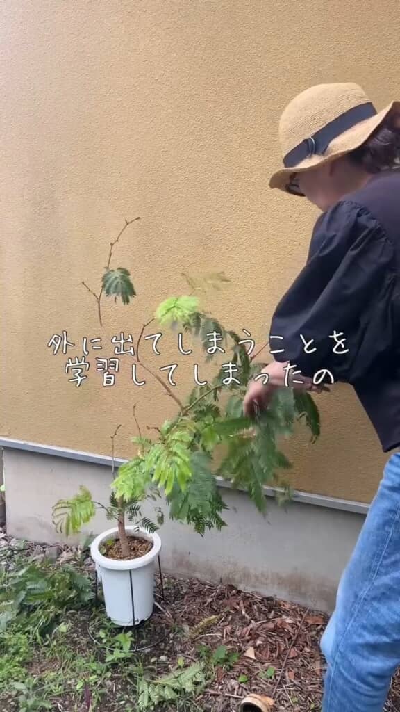 どんどん刈り込んでいきます