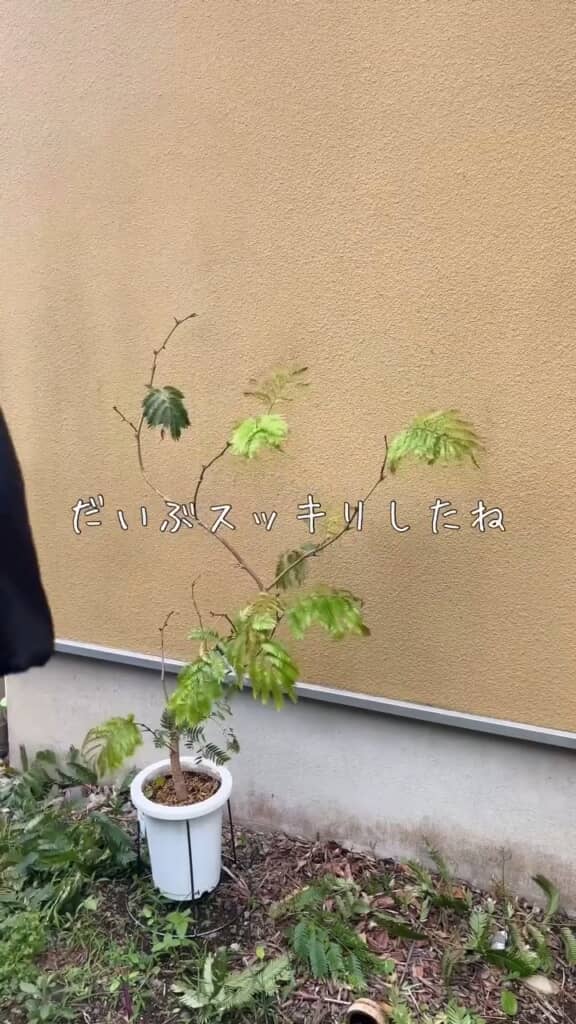 上のほうはきれいサッパリ。ここから先のリカバリーが楽しみです