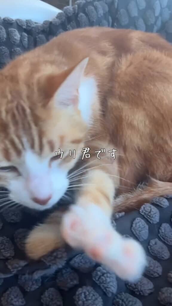 愛猫のウリさん。網戸を破って外に出ることを覚えてしまったそうです