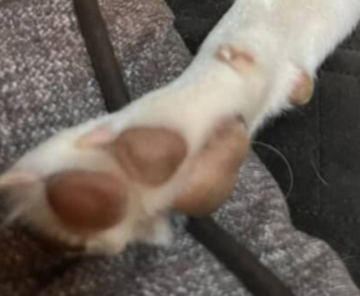 散歩中、ご婦人に「綺麗な子！高かったでしょう？」と言われた犬→実は……　驚きの姿に「良かったねぇ」「顔がすべてを物語ってる」（1/3） | 犬 ねとらぼ