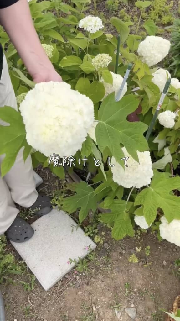 古くから魔除けとして知られてきたあじさいの花