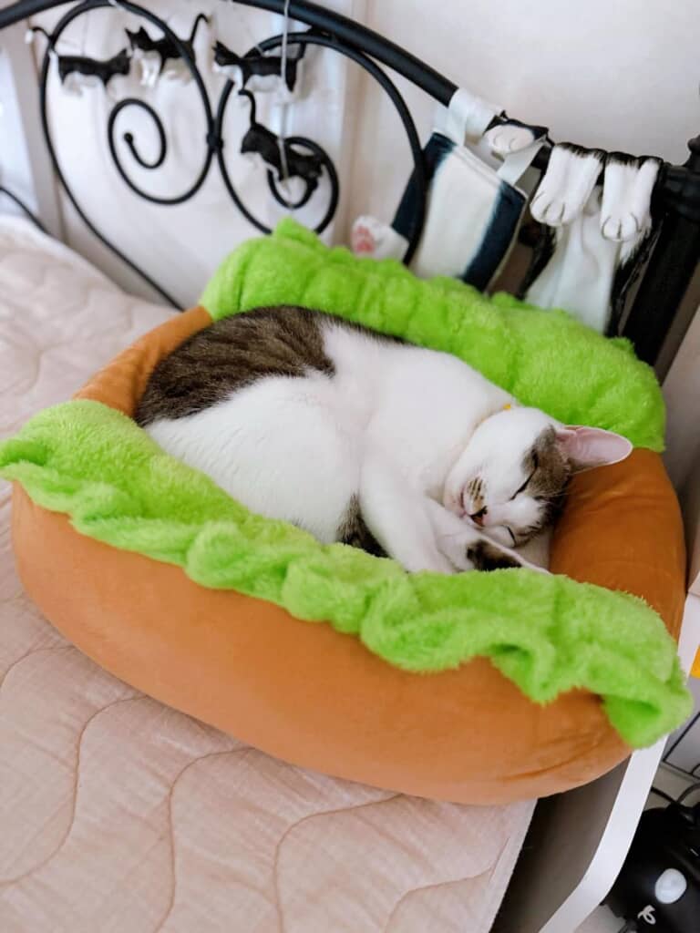 丸まって眠る姿もかわいい