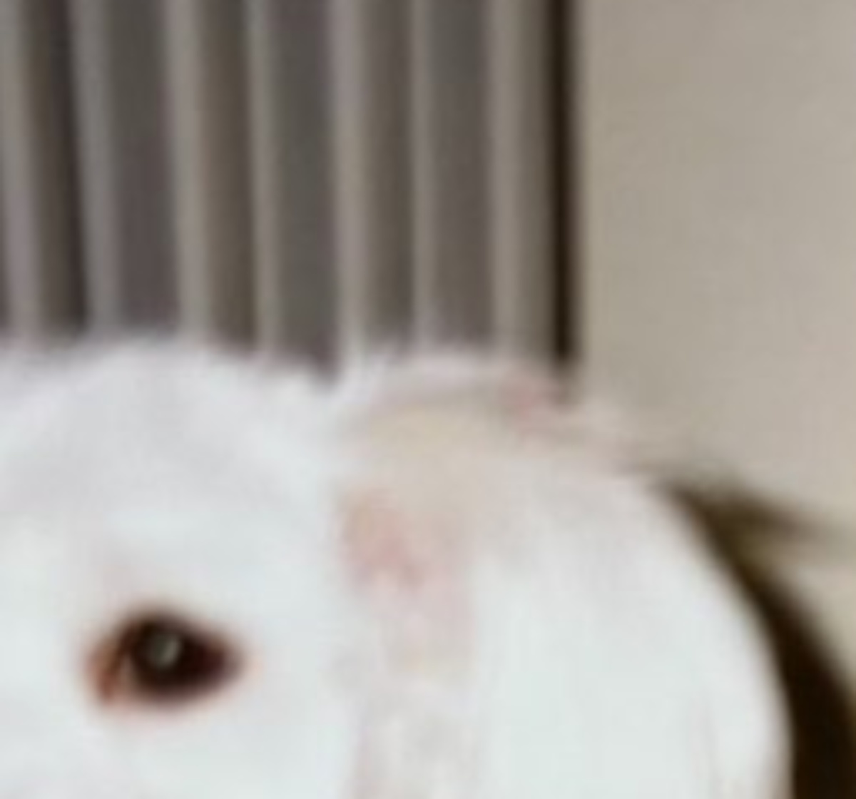 祖父母の家で飼ってた犬が「なんの犬種かすごく気になる」→謎すぎる姿が70万表示　「デカマルチーズ？」「幸運の聖獣では」（1/3） | 犬 ねとらぼ