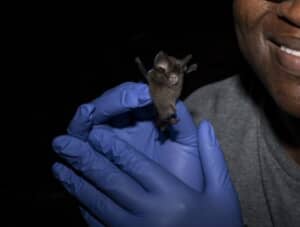 絶滅したと思われた小さなコウモリが45年ぶりに再発見