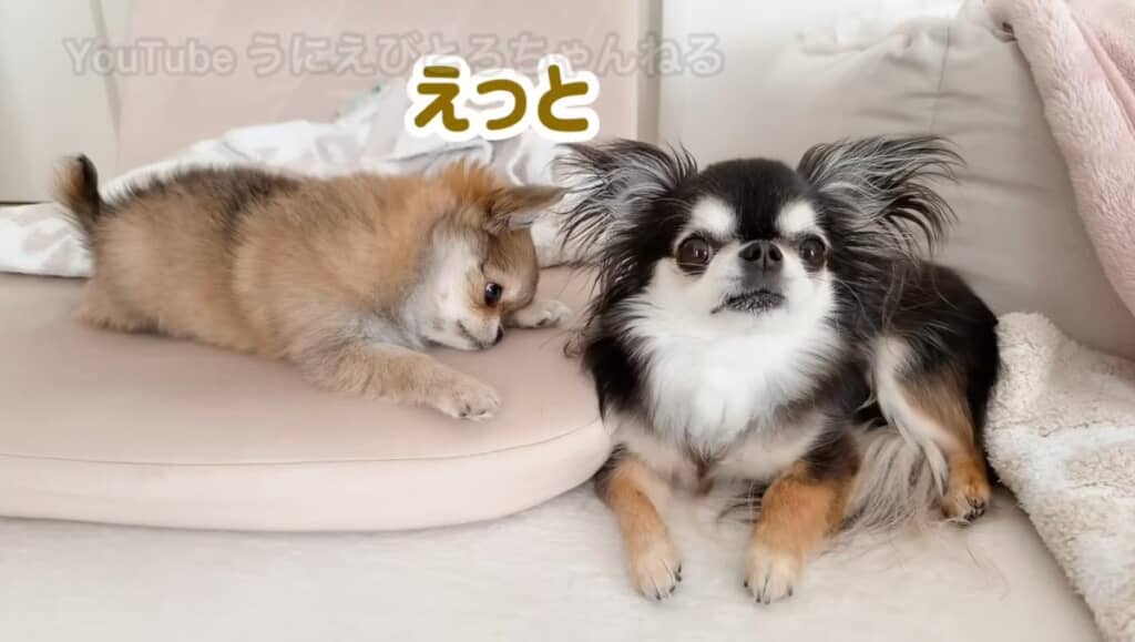 もじもじするとろちゃん