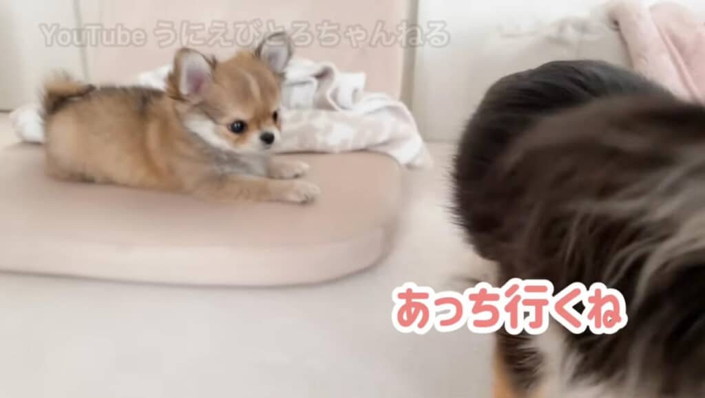 えびちゃんがとろちゃんから離れちゃいました