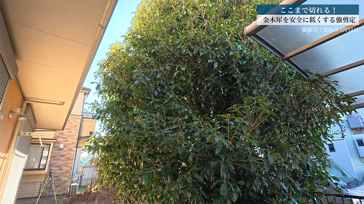 2階建て高さに育った巨大“金木犀”→プロの大胆な強剪定で…… 数時間後
