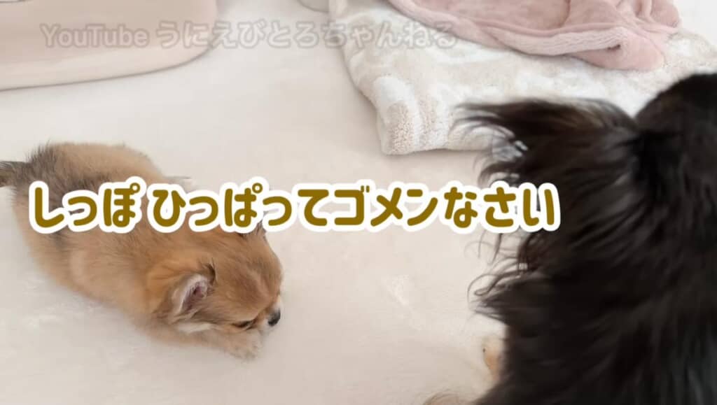 とろちゃんが追いかけてきて謝ります