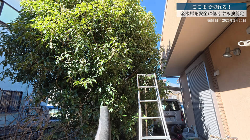 脚立を幹に近付けることができません