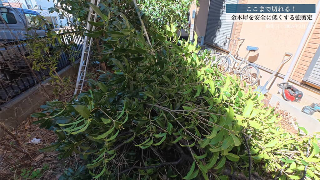 地面が切った枝葉だらけになっていました