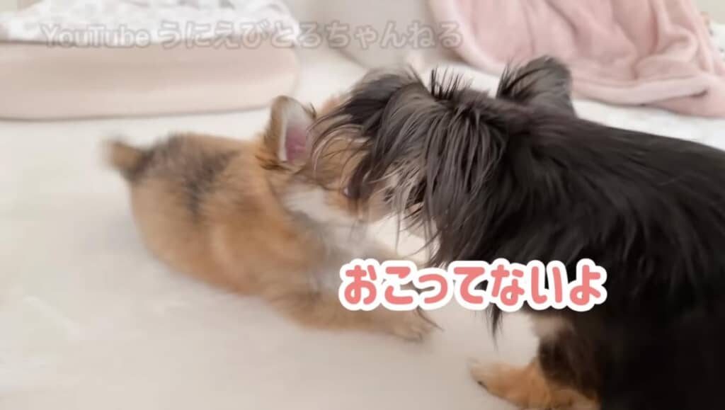仲直りの鼻チュ