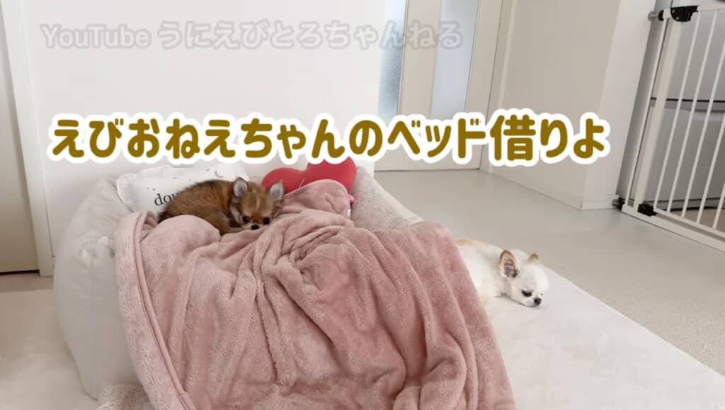 えびお姉ちゃんのベッド借りよ！