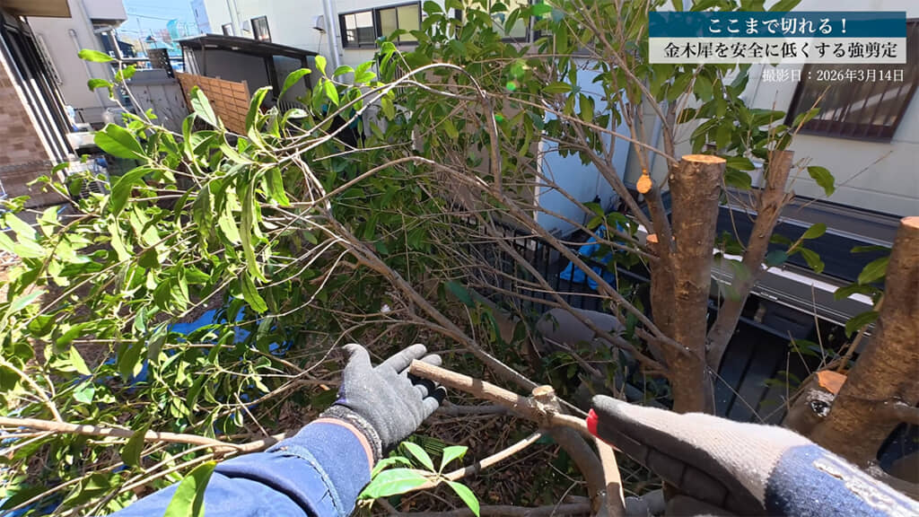 葉が先にある枝は「葉が出たら整えられそうな場所」で切ります