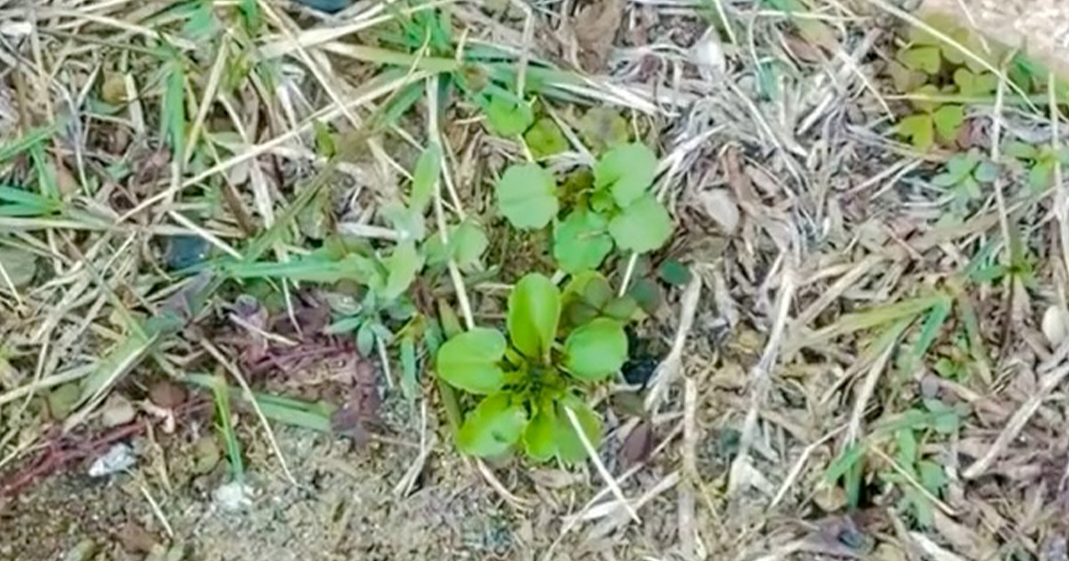 雑草に混じってひっそりと生えていた芽→ポットに植え替えて2カ月後…… 驚きの光景に「植物の生命力はすごい」「これぞガーデニングの楽しみ」(1/3) | その他生き物 ねとらぼ