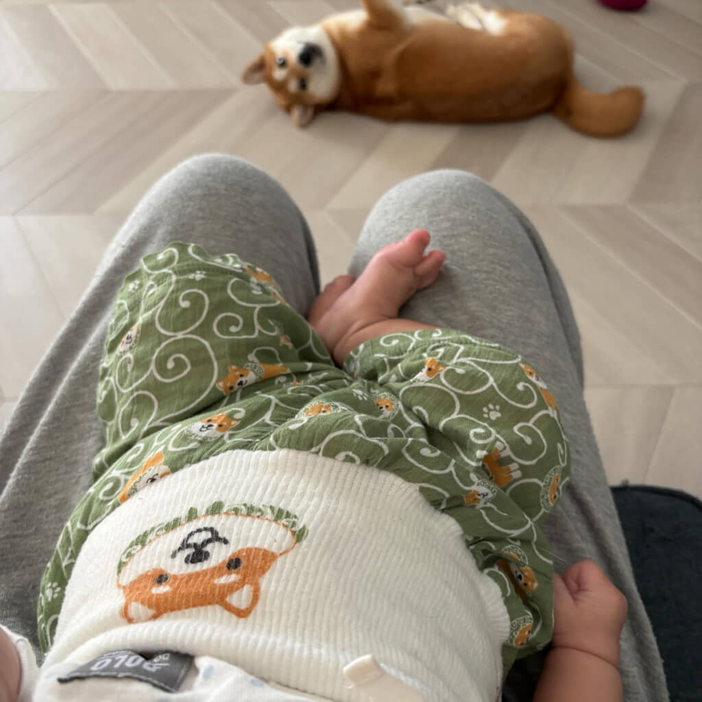 柴犬がいっぱいで幸せそうな光景。これは確かに、買いすぎてしまうおそれが