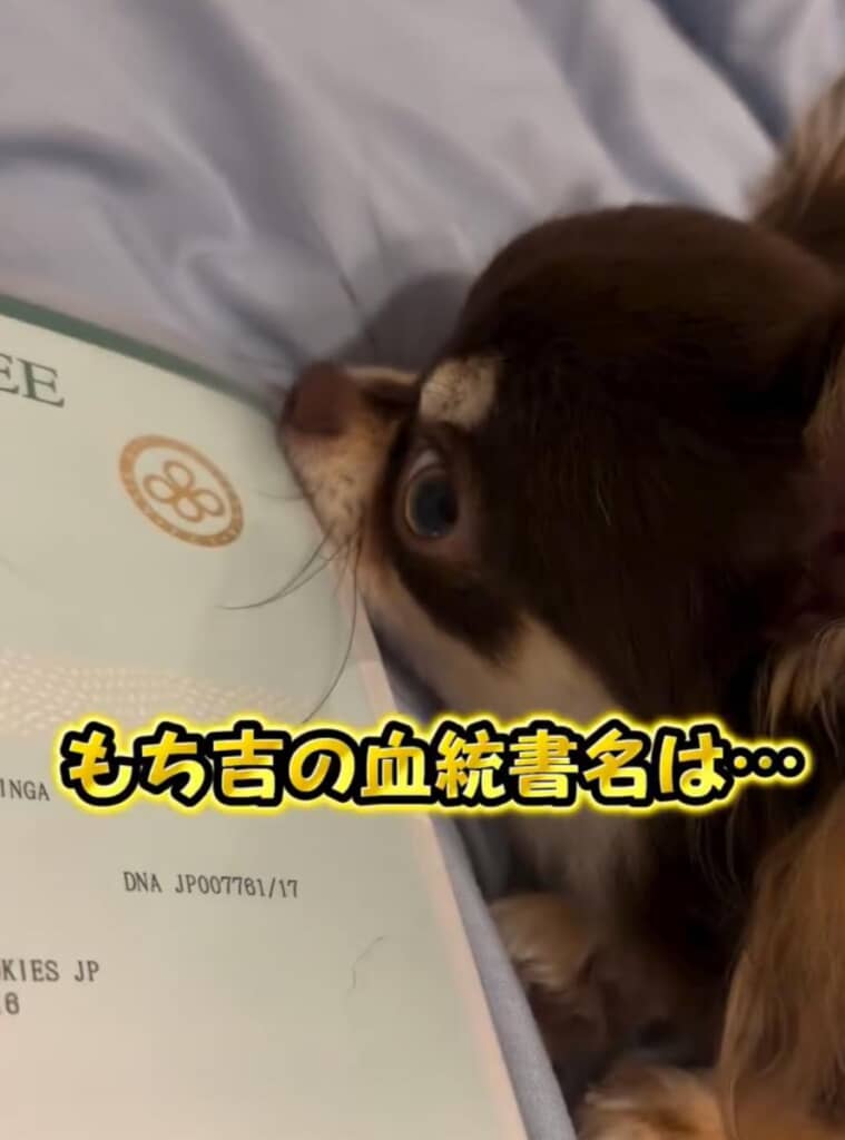 もち吉くんの血統書名は……