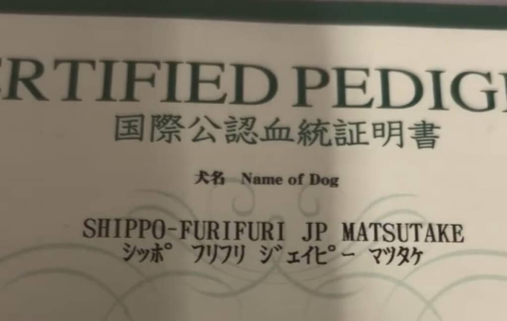 しっぽフリフリJPまつたけ!