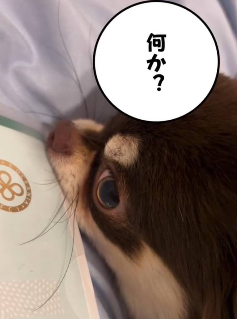「何か?」