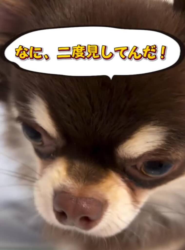 もち吉くんは気に入っている?