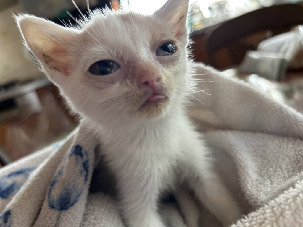 保護した当時の子猫の様子