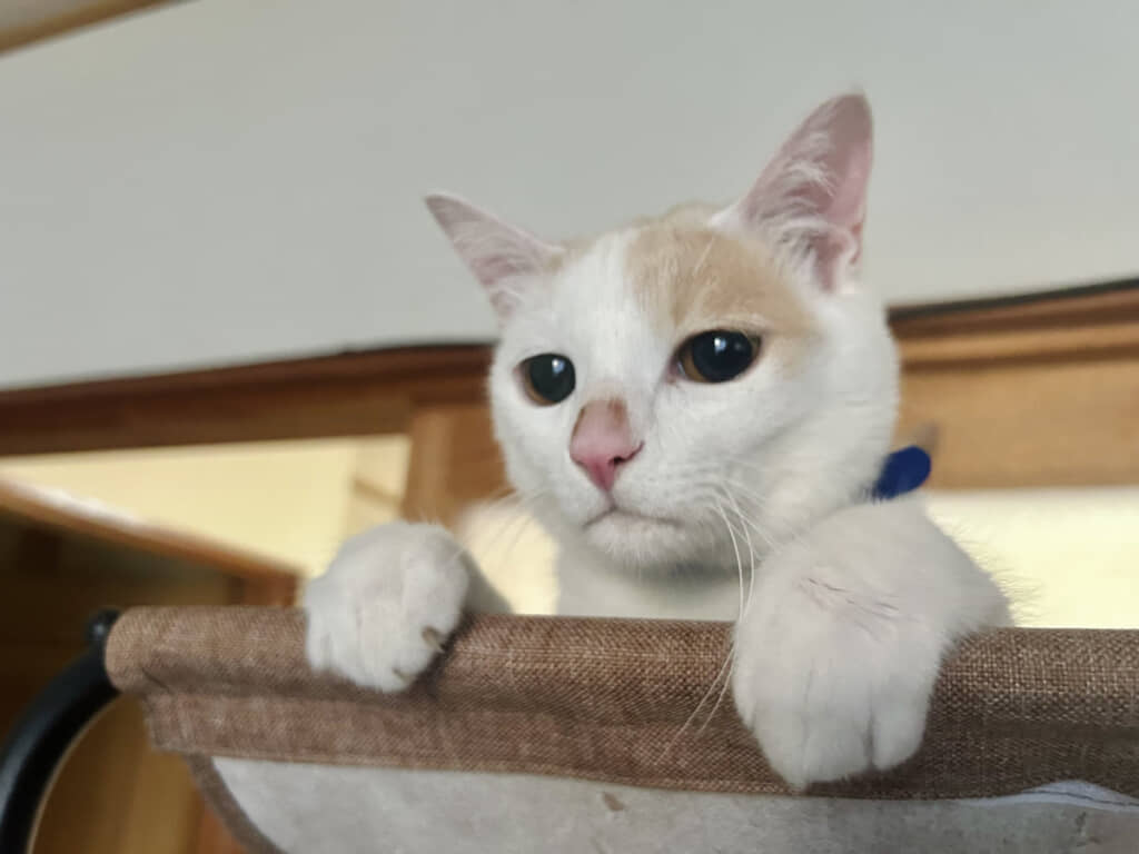 無事に1歳の誕生日を迎えた現在の猫ちゃん