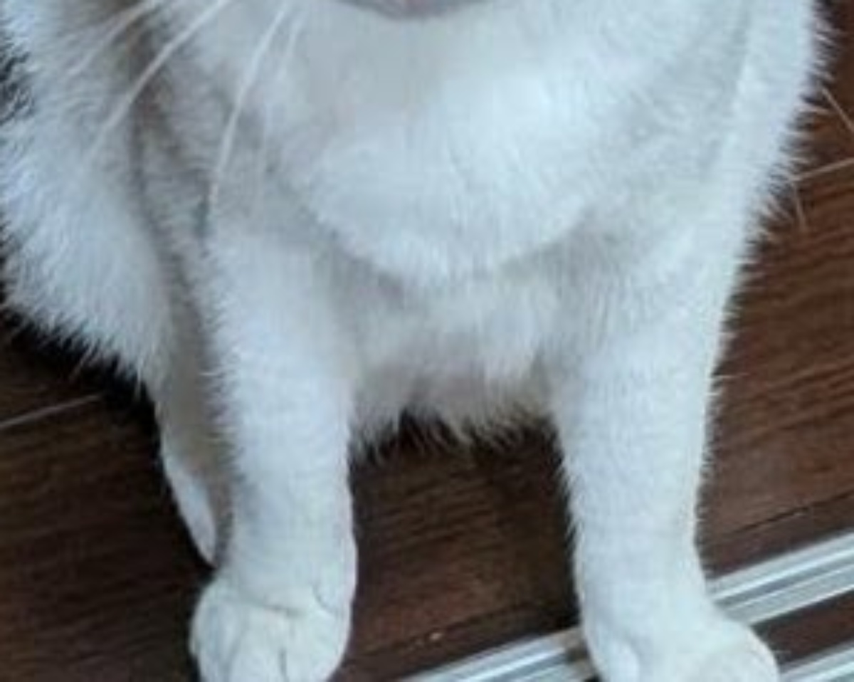 1階から「ゴトッゴトッ」と不審な音→見てみると……　驚がくの“お届け物”に「何で持ってきたん」「どうしろと？」（1/3） | 動物 ねとらぼ
