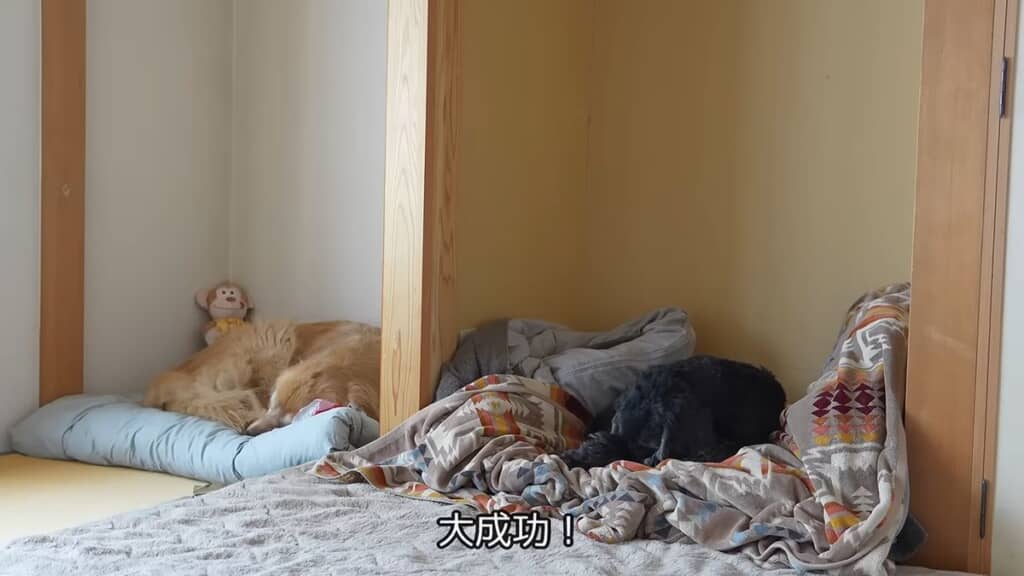 投稿者が作ったベッドスペースで眠る2匹の犬