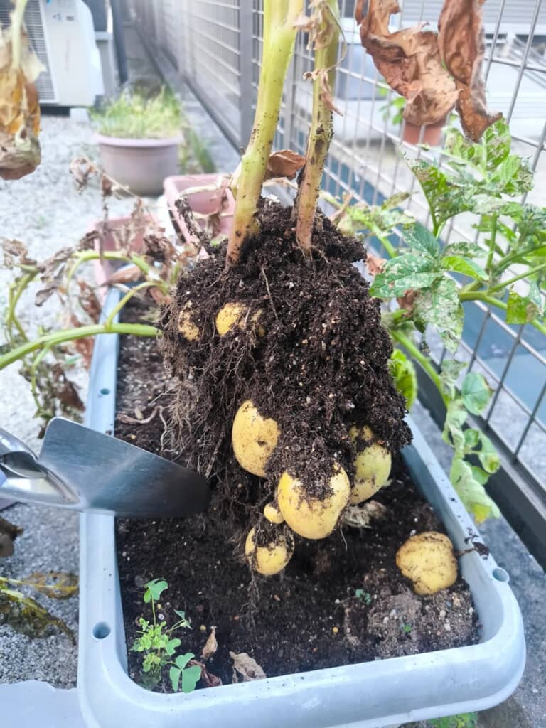 芽が出たジャガイモから育ったたくさんのジャガイモ