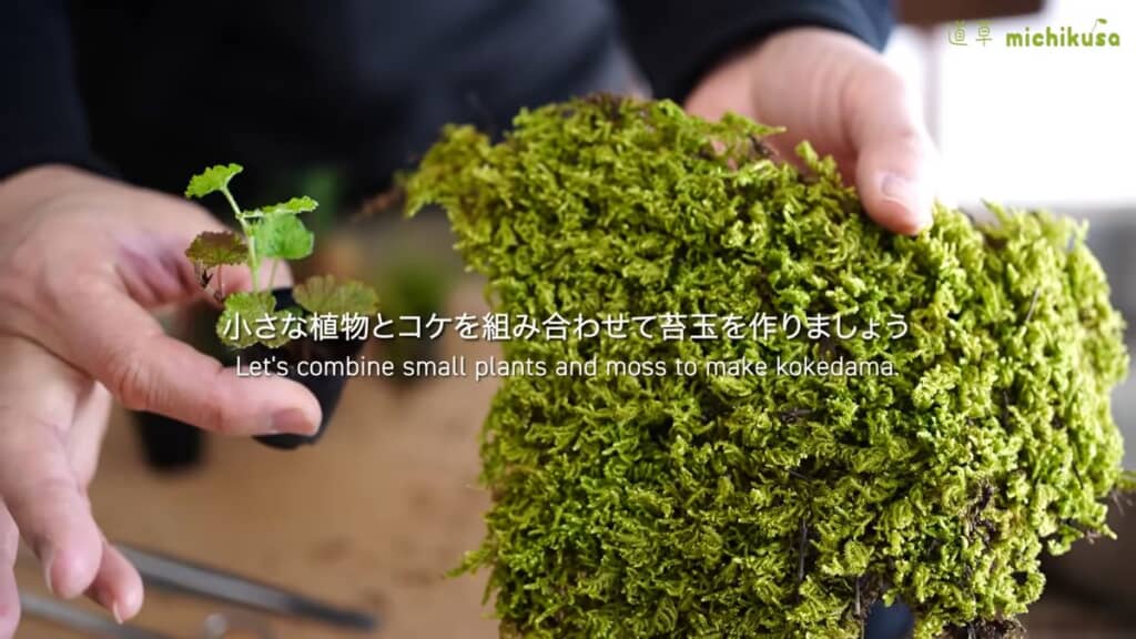 コケ玉作りに使うハイゴケと小さな植物