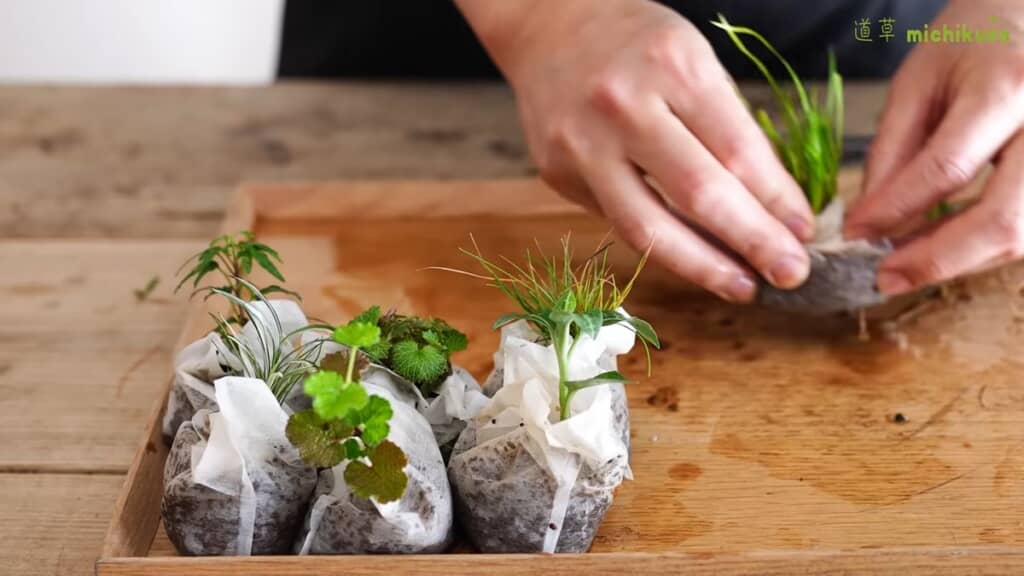 お茶パックに小さな植物を移植
