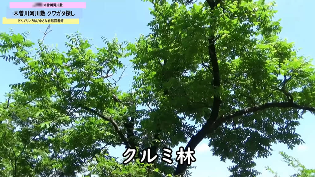 ヤナギとクルミ、アキニレの木を中心にクワガタを探していきます