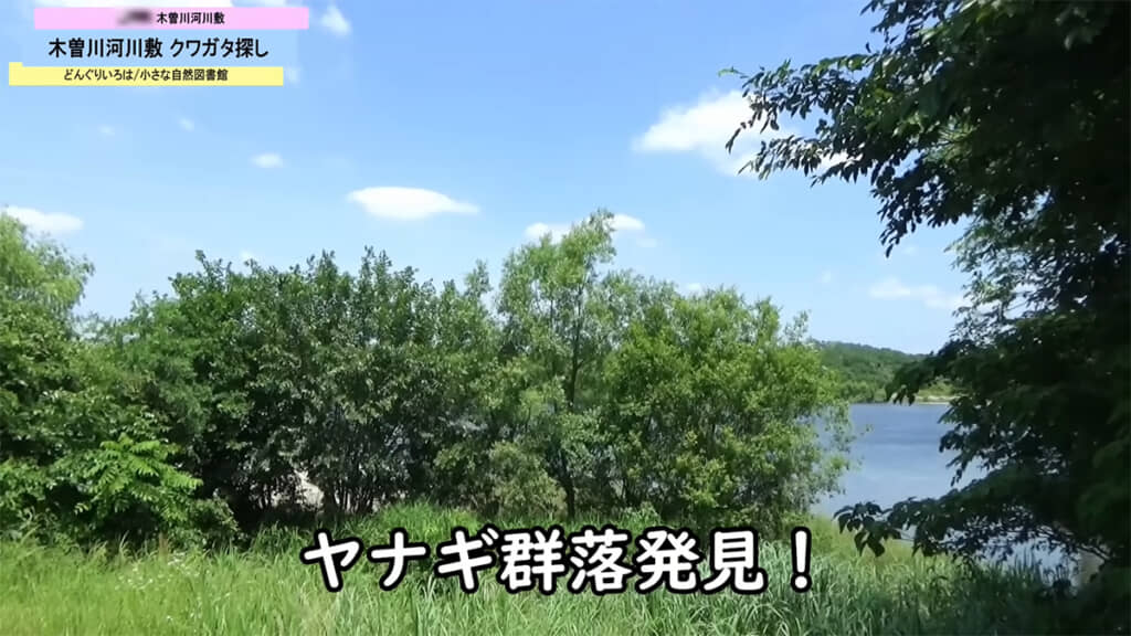 ヤナギの群落を発見しました