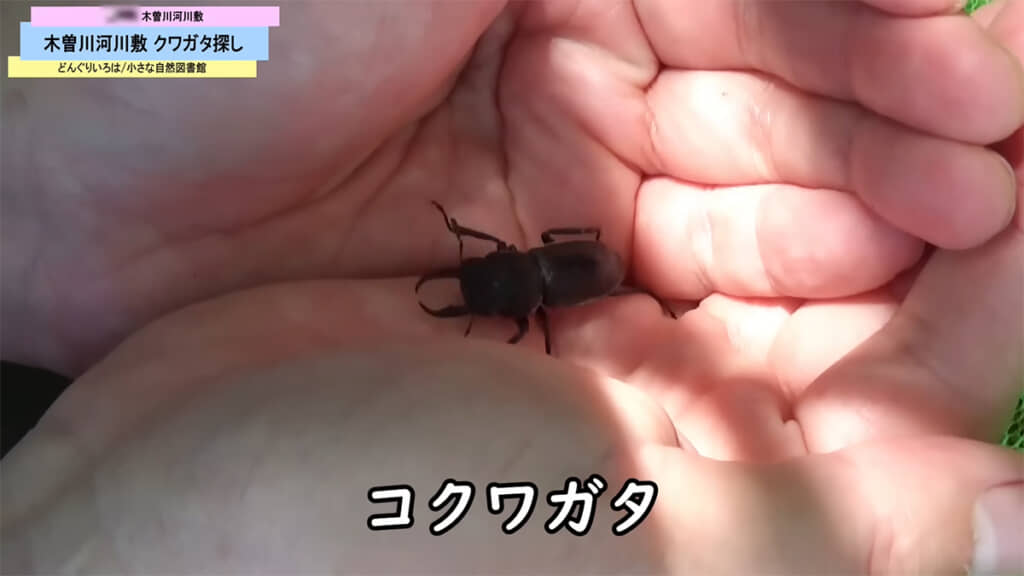 本日初のコクワガタです
