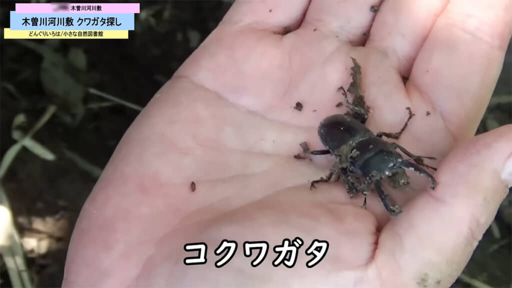 土に潜ろうとしていたコクワガタ