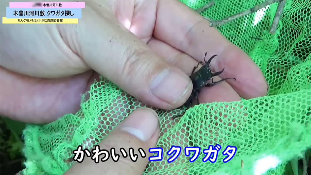 かわいいコクワガタでした
