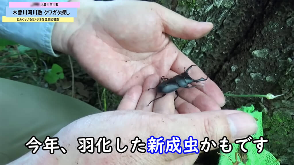 羽化したての新成虫かもしれない個体の姿も